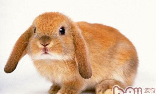 兔子拉稀能活多长时间