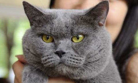 猫咪口臭怎么办