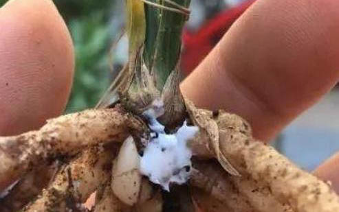 红霉素软膏可以治猫黑下巴吗?