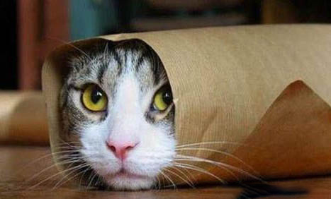 猫尿闭症原因