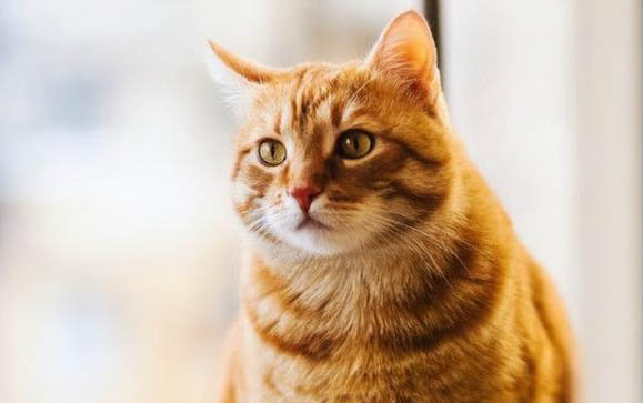 猫吃火腿肠皮和铁环能排出吗？