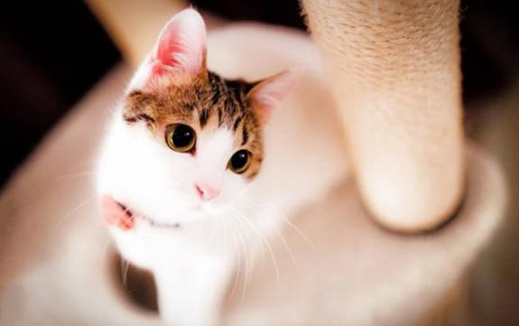 猫肠胃炎禁食禁水多久?