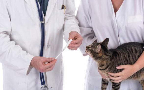 猫咪体温高怎么回事儿