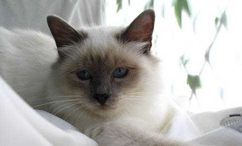 猫得了血栓还能活多久?