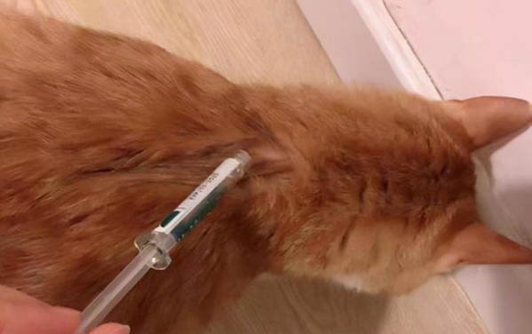 猫一天能吃几只虾啊