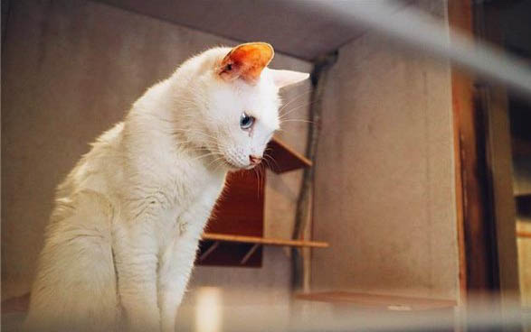 猫咪在身上踩来踩去什么意思