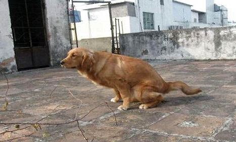 狗可以吃芒果吗为什么