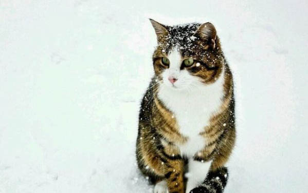 猫咪冬天喝冷水还是温水，需要注意什么