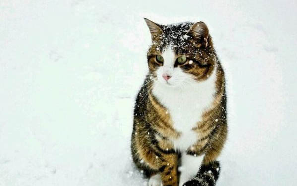 猫咪哭是因为伤心吗