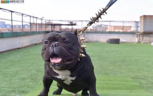 美国恶霸犬好养吗?