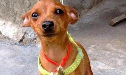 鹿犬智商排第几名