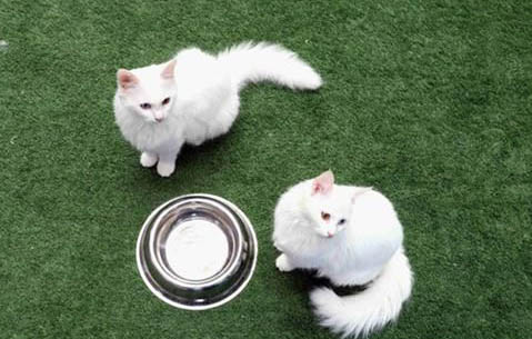 土耳其梵猫乳腺肿瘤如何治