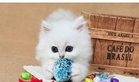 波斯猫和金吉拉哪个好养