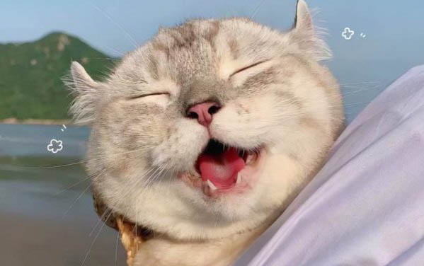 猫咪能不能吃面包?