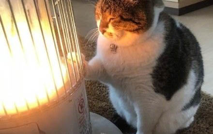 猫吹空调会拉肚子吗