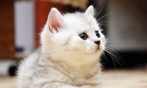猫怀孕吐了什么原因