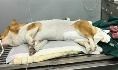 母犬下崽前多久下奶