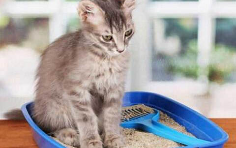 请问猫咪呕吐的原因及处理方法？