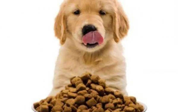 怎么判断小狗有没有狂犬病毒