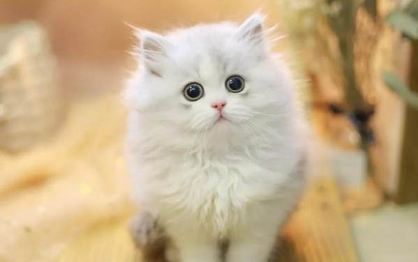 猫会不会绝食到饿死?