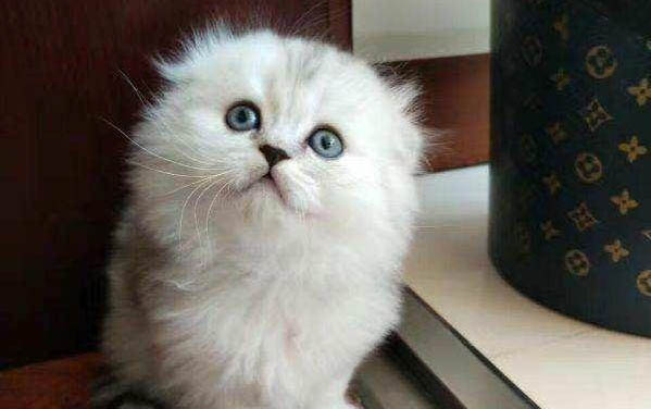 小猫吐黄水的原因