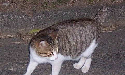 请问猫咪呕吐的原因及处理方法?