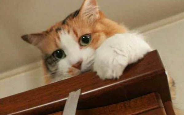 猫咪得了胰腺炎后不容易饿的原因以及处理方法