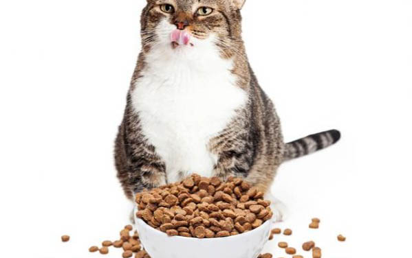 猫吃猫砂怎么回事？