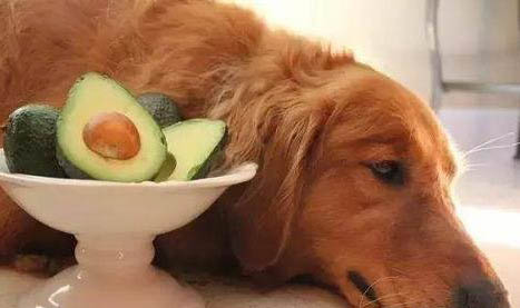 狗狗不能吃菠萝吗