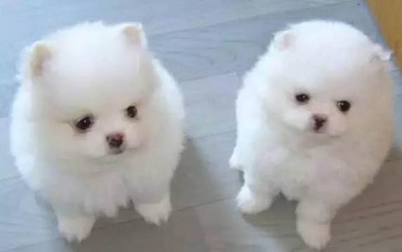 中国十大禁犬排行榜