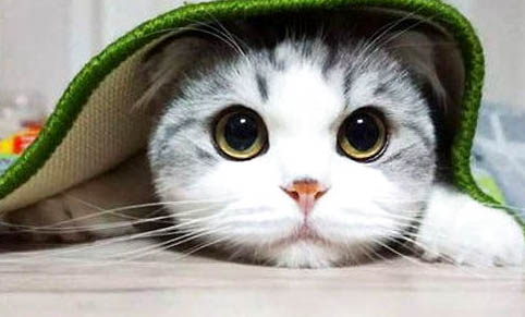 猫咪睡觉吧唧嘴正常吗?