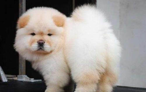 松狮犬和哈士奇哪个好养