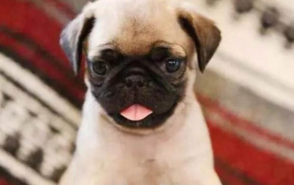 巴哥犬有哪些颜色