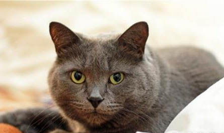 猫咪受孕成功的表现有哪些