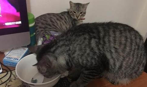 打了猫猫能记仇多久
