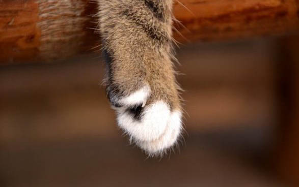 猫咪吃东西后呕吐是怎么回事
