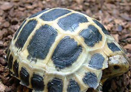 如何饲养缅甸陆龟