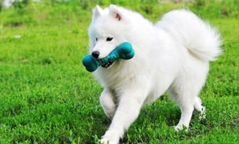 狗狗狂犬病症状有哪些