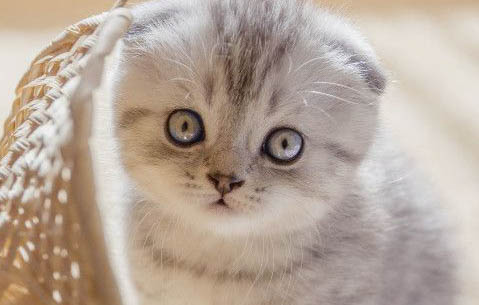 为什么不建议给猫刷牙