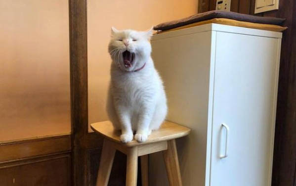 两个月左右的小猫咪可以饿多长时间?