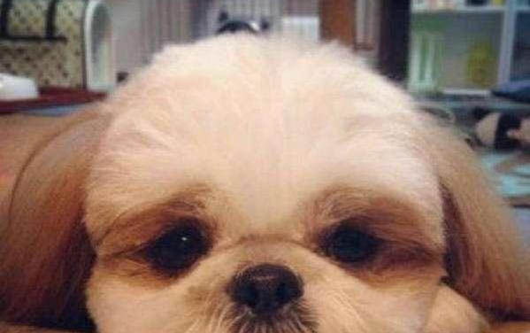 狗狗不做绝育都有哪些危害,会引发哪些疾病?