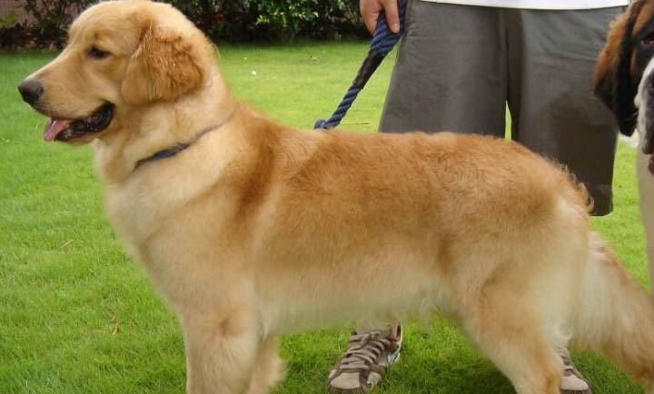葡萄牙波登可犬一般能活多久