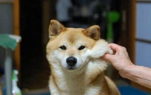 柴犬与小黄土狗的区别