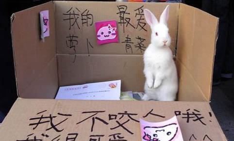 兔子真菌感染能自愈吗?