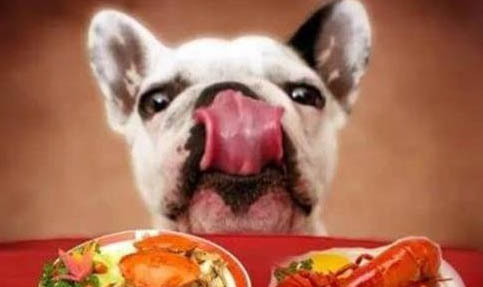 狗狗能吃鸡蛋白吗，狗狗吃鸡蛋黄好消化吗