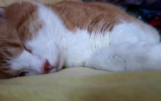 新生的小猫饿多久会死
