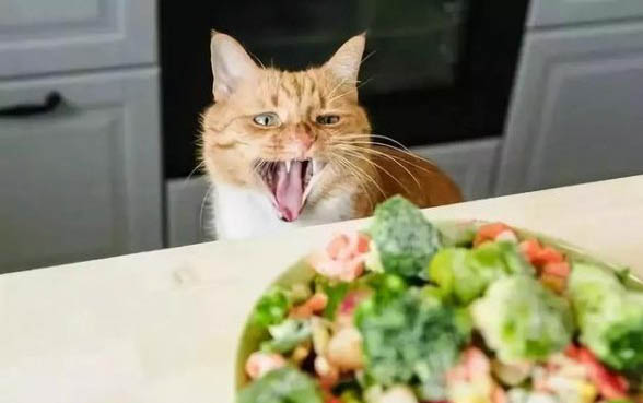 猫喝完水打喷嚏是的原因