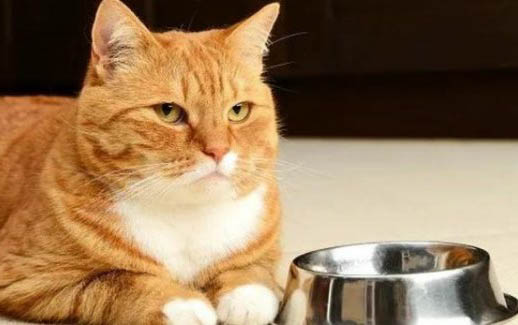 小猫半夜总是叫是怎么回事