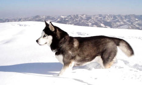 阿拉斯加雪橇犬常识、阿拉斯加雪橇犬与哈士奇的区别