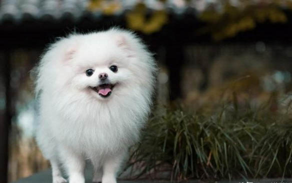 养博美犬狗第一天应该注意什么?